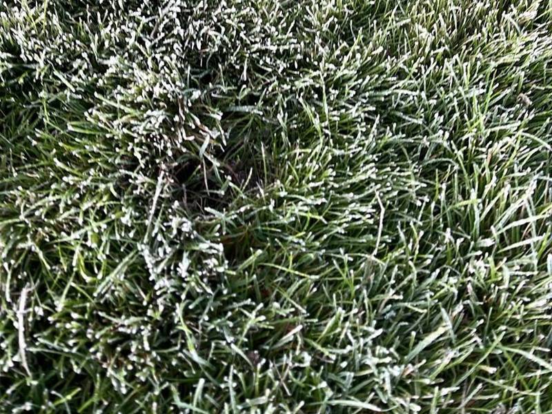 Frost